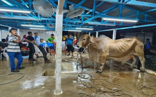 Merah yang berusia empat tahun setengah dibeli oleh seorang individu dengan harga RM13,000 untuk dikorbankan.