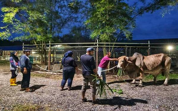 Proses membawa Merah dari kandang ke tempat penyembelihan pada malam kedua Aidiladha tidak berdepan sebarang masalah.