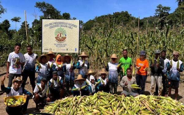 Hasil tuaian jagung dari Kebun Mandiri Orang Asli yang diusaha sama dengan Persatuan Aktivis Sahabat Alam (KUASA), disokong oleh Yayasan Hasanah dan Program Geran Kecil Global Environmental Facility (GEF). - Foto Bernama