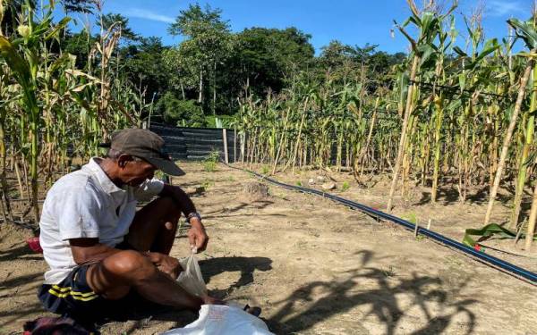 Angah berehat seketika selepas menuai hasil tanaman berupa jagung di Kebun Mandiri Orang Asli Kampung Bering kerjasama dengan Persatuan Aktivis Sahabat Alam (KUASA). - Foto Bernama