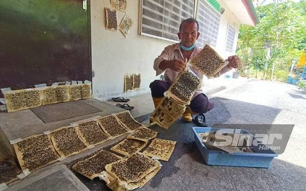 Arifin menunjukkan perangkap lalat yang telah digunakan berikutan masalah gangguan lalat di kediamannya di Kampung Padang Besar, Changkat Jering.