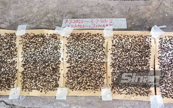 Gangguan lalat yang dihadapi Arifin sejak berpindah ke Kampung Padang Besar, Changkat Jering dua tahun lalu.