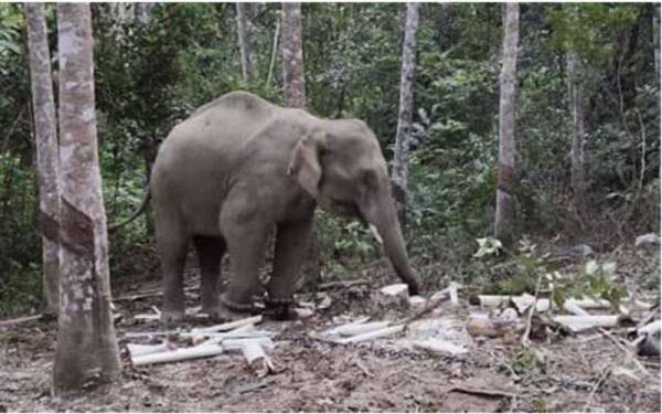 Gajah jantan yang dipercayai merosakkan tanaman di Kampung Seri Ketengga dekat sini berjaya ditangkap UTG Perhilitan Kedah pada Sabtu. - Foto Bernama