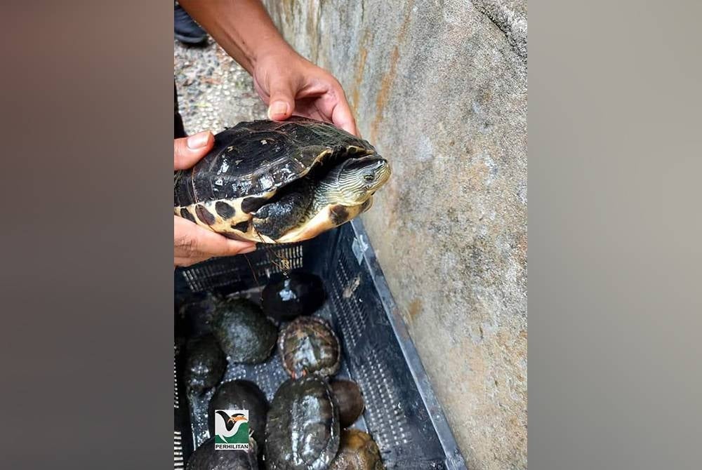 Siasatan awal mendapati spesies kura-kura yang diletakkan di dalam kolam premis itu dipercayai bertujuan untuk dipamerkan