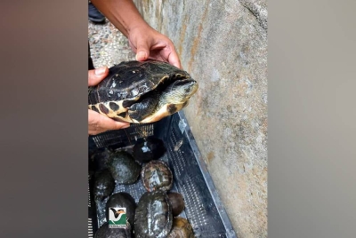 Siasatan awal mendapati spesies kura-kura yang diletakkan di dalam kolam premis itu dipercayai bertujuan untuk dipamerkan