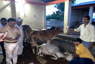 Punca sebenar kematian lebih 50 ekor lembu di sebuah pusat perlindungan haiwan di kawasan Hasanpur, Amroha masoh belum diketahui. - Foto Jagran