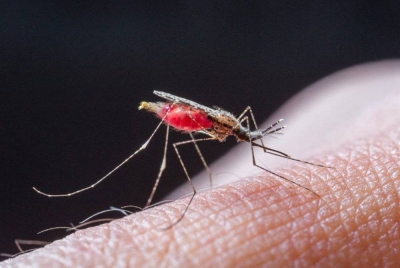 Jumlah kes malaria tertinggi pernah dicatatkan di Sarawak adalah pada 1999 dengan 3,155 kes. - Foto 123rf 