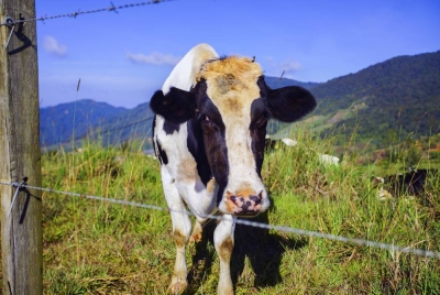 Gambar hiasan. - Foto 123RF