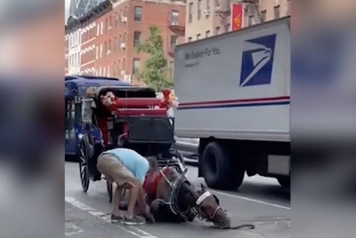 Seekor kuda rebah di Midtown Manhattan, New York pada Rabu kerana kekurangan air. - Foto Christian Parker