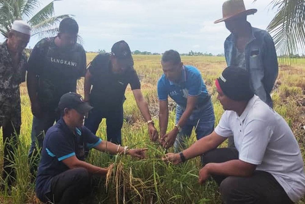 Abd Rashid (duduk kanan) bersama pesawah ketika melihat pokok padi yang telah rosak akibat diserang penyakit BPB di Kampung Dulang Kechil, Yan pada Selasa.