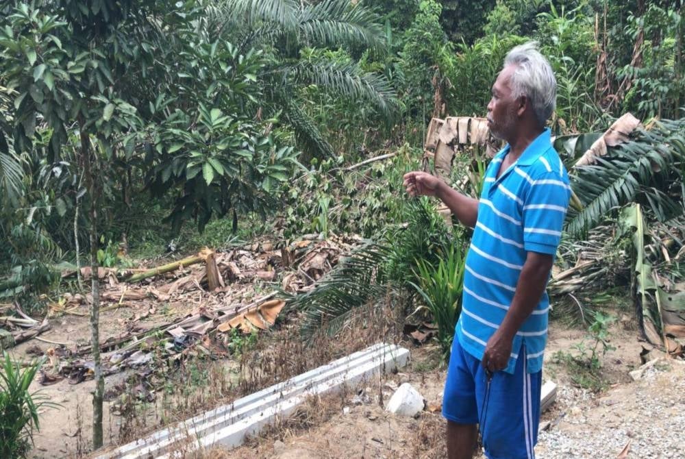 Jamil menunjukkan tanaman pisang yang diusahakan penduduk musnah akibat gajah liar.