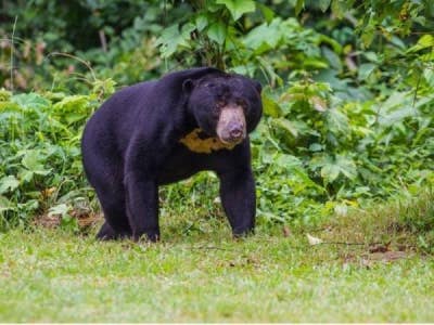 Perhilitan Terengganu memantau kemunculan seekor beruang matahari di kawasan sebuah rumah dipercayai di Kampung Baru Kerteh di Kemaman yang tular di media sosial pada Rabu.