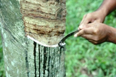 Pasaran getah Malaysia ditutup tinggi hari ini, disokong oleh kenaikan harga penanda aras minyak mentah dan ringgit yang rendah berbanding dolar AS. - Gambar hiasan