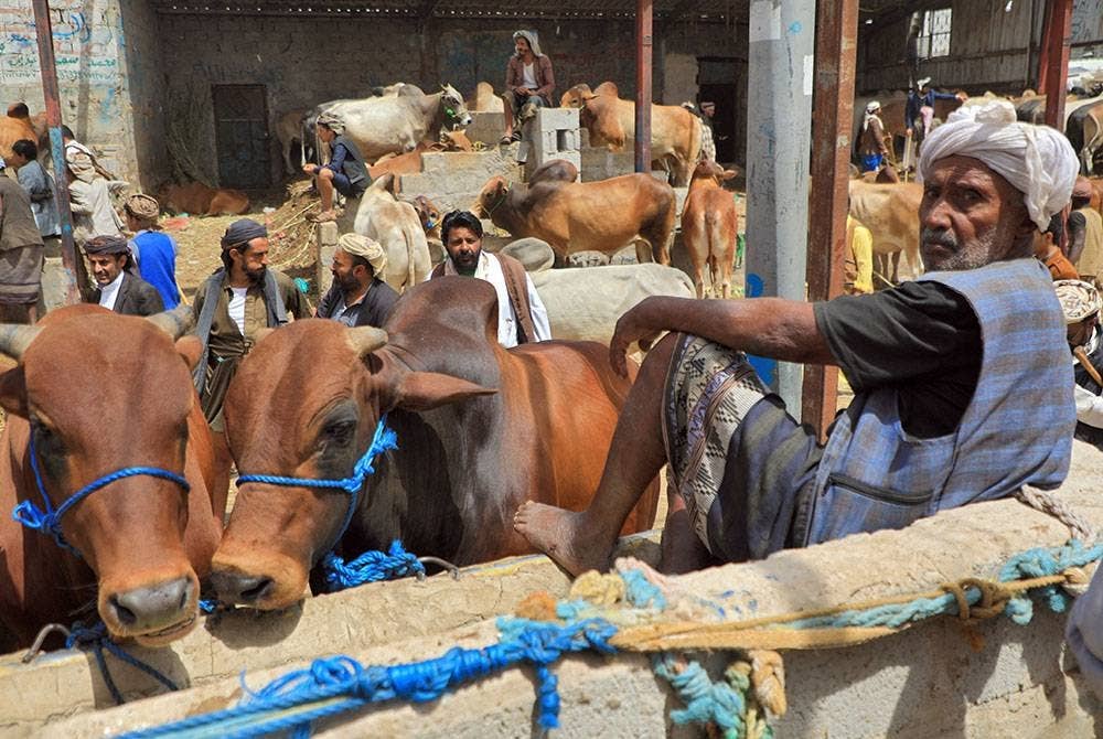 Seorang pengembala lembu menjual ternakan di pasar Sanaa. - AFP