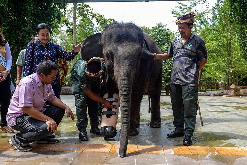 Ketua Jabatan Komunikasi Korporat Export-Import Bank of Malaysia Berhad (Exim Bank) Azmin Hamzah dan Timbalan Ketua Pengarah (Konservasi) Jabatan Perhilitan Datuk Fakhrul Hatta Musa menyaksikan pemasangan kaki palsu baharu buat anak gajah bernama Elly pada sambutan Hari Gajah Sedunia di Pusat Konservasi Gajah Kebangsaan (PKGK), Kuala Gandah, hari ini.
