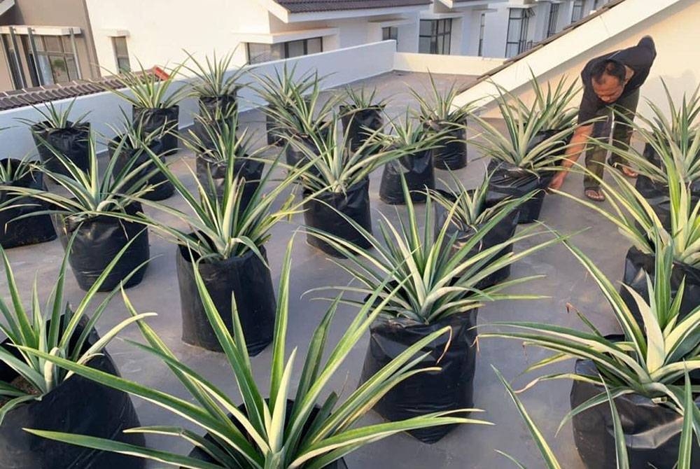 Izudin menyusun nanas yang ditanam dalam polibeg di atas bumbung rumah di KotaSAS.