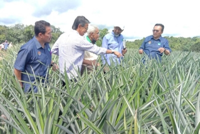 Mohd Salim (kanan) ketika meninjau kawasan penanaman nanas.
