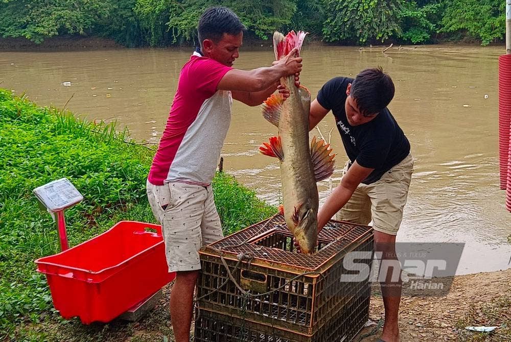 Hasil tangkapan nelayan darat akan dijual kepada peraih.