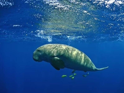 Dugung tidak lagi wujud di China sejak tahun 2008. - Foto Patrick Louisy