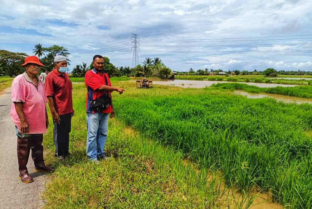 Pesawah menunjukkan padi angin tumbuh dan memenuhi kawasan sawah di Kampung Sungai Mati Teluk Chengai.