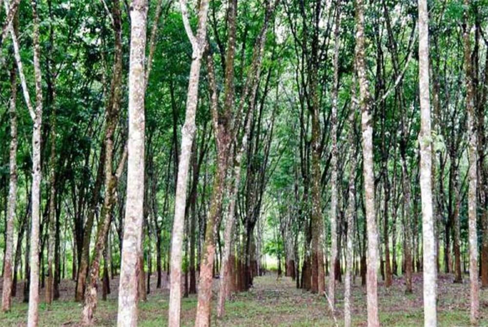 Pasaran getah Malaysia mengakhiri hari urus niaga minggu ini agak lemah. - Gambar hiasan