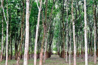 Pasaran getah Malaysia mengakhiri hari urus niaga minggu ini agak lemah. - Gambar hiasan