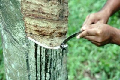 Dua acara terkemuka secara serentak ini akan menghimpunkan penggiat dalam keseluruhan ekosistem industri getah. - Gambar hiasan