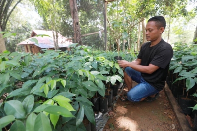 Seorang peserta, Johari Chot menunjukkan anak-anak pokok Merbau di tapak semaiannya di Kampung Tanjung Puput.