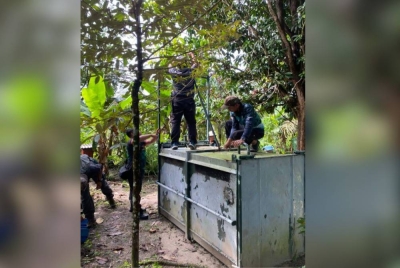 Perhilitan Selangor menangkap seekor beruang jantan seberat 80kg yang membuat kacau ganggu di kawasan madu kelulut di Kuala Kubu Bharu.