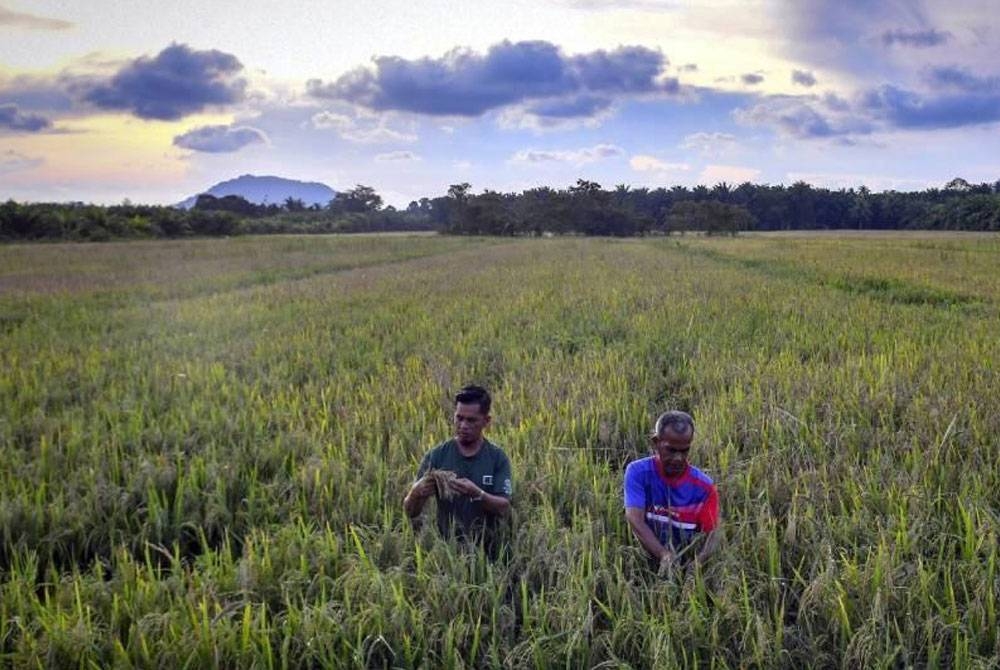 Seramai 25 pesawah di Marang, Terengganu menanggung kerugian lebih RM50,000 apabila tanaman mereka musnah akibat banjir Februari lalu. - Foto Bernama