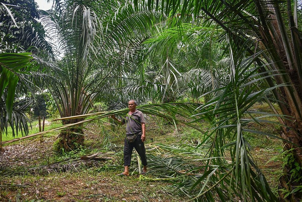 Seorang pekebun sawit, Manan Yunus mengambil pelepah sawit di kebunnya yang musnah selepas dirosakkan oleh sekumpulan gajah liar di Kampung Basong hari ini.