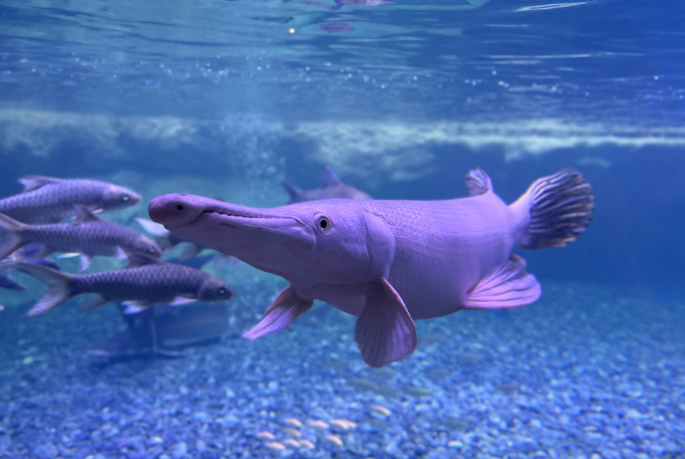 Pengunjung boleh melihat pelbagai spesis ikan di IOI Farm City, Putrajaya.