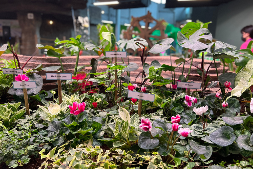 Antara tumbuh-tumbuhan terdapat di IOI City Farm, Putrajaya.