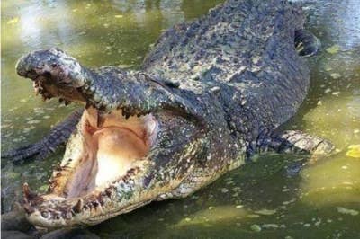 Seorang lelaki dipercayai dibaham buaya ketika menyeberang sungai berhampiran Taman Kenari Batu 7, di sini, pada Jumaat. - Gambar hiasan