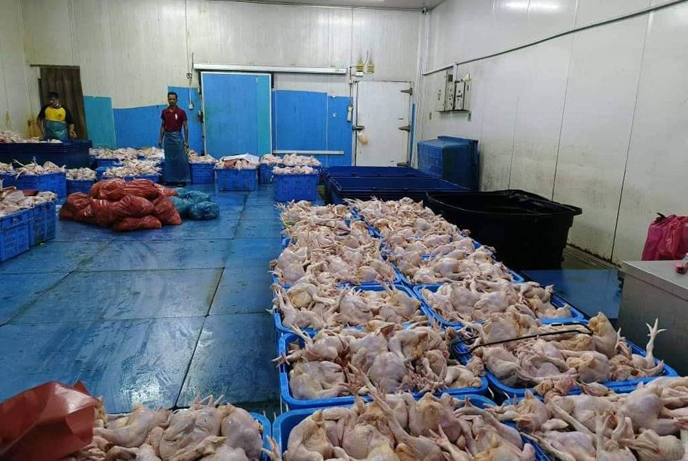 Ayam yang siap diproses diletakkan di atas lantai.