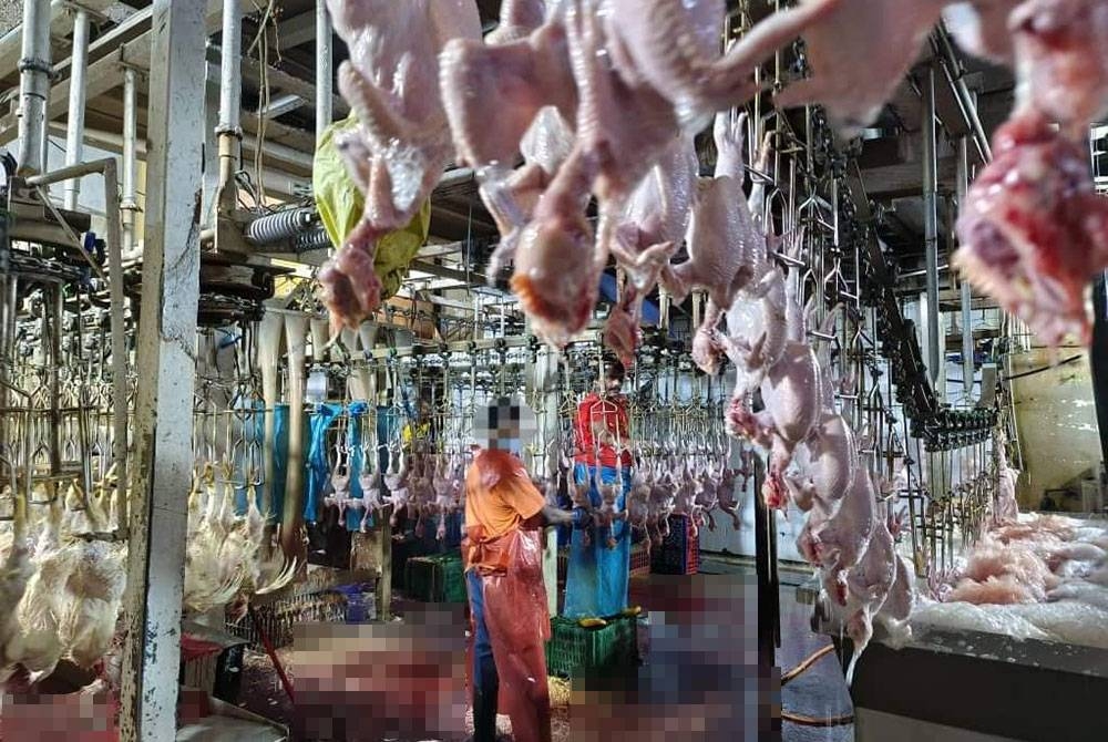 Bahagian proses ayam beroperasi dalam keadaan kotor.