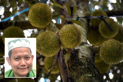 Pengusaha musang king di Kelantan mohon peruntukan khas dalam Bajet 2023 bagi membantu meningkatkan mutu pengeluaran buah itu. Gambar kecil: Abd Rahim