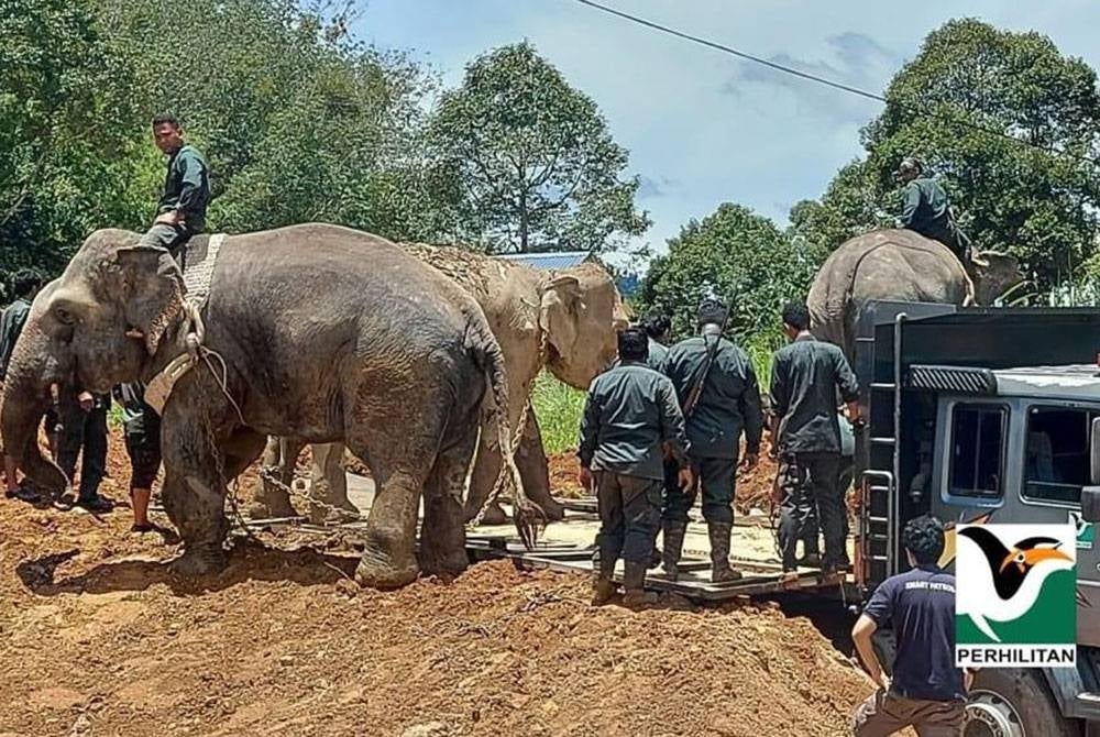 Sebanyak 435 aduan berkaitan konflik manusia dan gajah diterima pada tahun ini sehingga Julai. - Foto Perhilitan