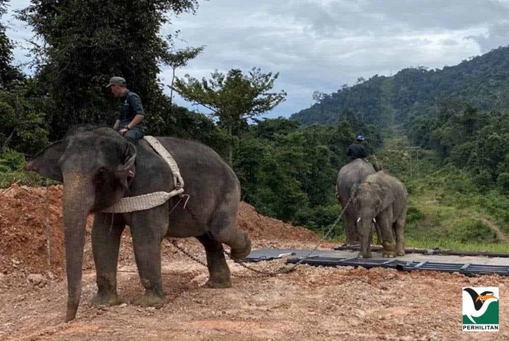 Perhilitan telah menangkap dan memindahkan sebanyak 22 ekor gajah dari lokasi konflik ke habitat yang lebih sesuai.