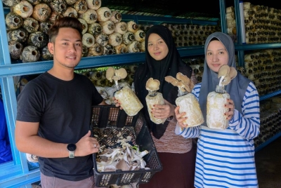 Pengusaha cendawan Muhamad Lokman Hakim Md Sabri, 25, (kiri) bersama dua adiknya Puteri Nurin Sabirah, 20, (tengah) dan Puteri Nurin Darwisyah, 23, menunjukkan cendawan tiram yang diusaha mereka. - Foto Bernama.