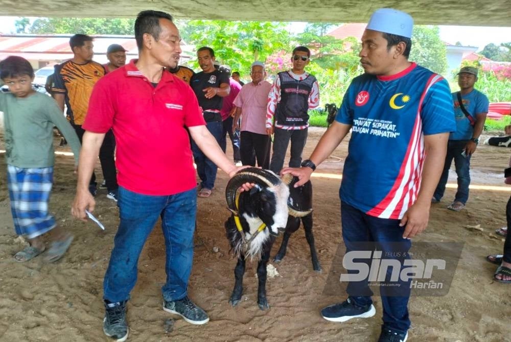 Ahmad Marzuki (dua dari kiri) dan Ahmad Fadhli melihat biri-biri baka garut.