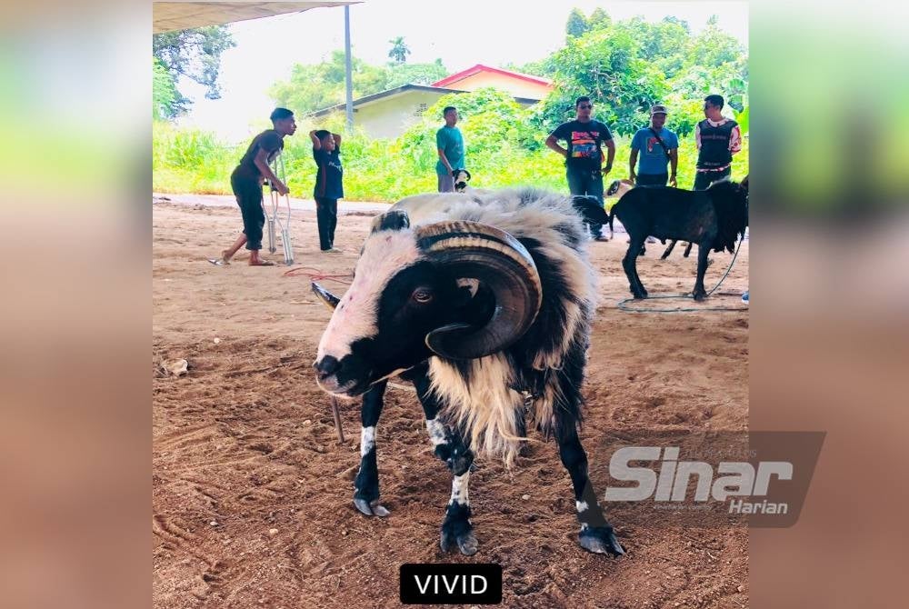 Biri-biri baka garut memiliki tanduk berlengkar yang cantik.