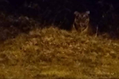 Kelibat seekor harimau belang yang ditemui oleh pengguna jalan raya di Dungun pada Jumaat lalu. Foto: Media sosial