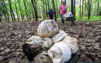 Kerajaan memberi jaminan untuk membantu penoreh getah di negara ini bagi menghadapi isu harga lantai getah sekerap yang rendah pada masa ini iaitu RM2.50 sekilogram. - Foto fail Bernama