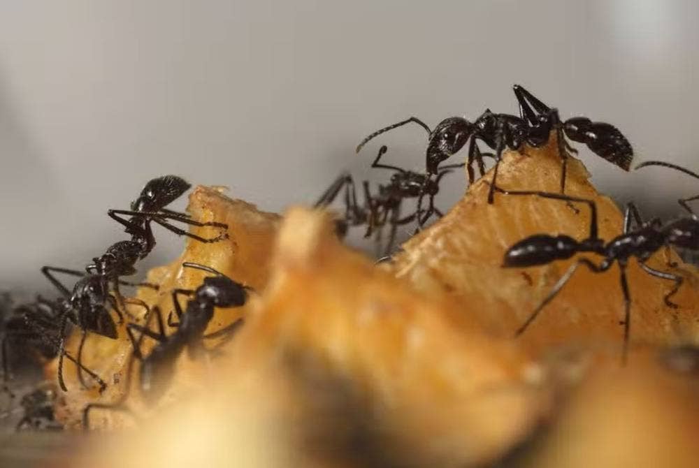 Anggaran bilangan semut di bumi didedahkan oleh sebuah jurnal saintifik pada Isnin. - Foto AFP
