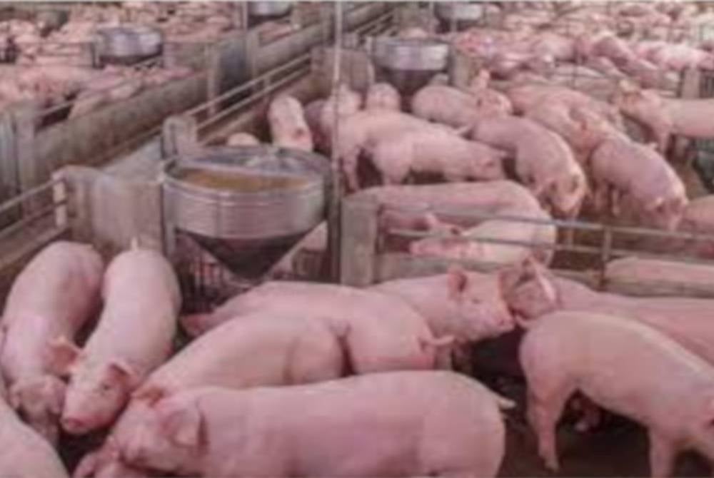 Kerja-kerja memusnahkan babi dijangkiti penyakit ASF di dua ladang komersial ternakan haiwan di Kerian, Perak selesai dilakukan. - Gambar hiasan