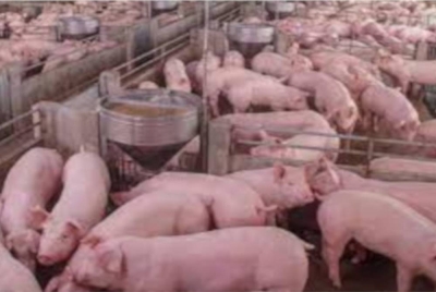 Kerja-kerja memusnahkan babi dijangkiti penyakit ASF di dua ladang komersial ternakan haiwan di Kerian, Perak selesai dilakukan. - Gambar hiasan