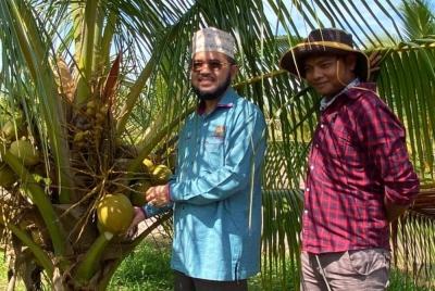 Nik Muhammad Zawawi (dua dari kanan) menunjukkan kelapa yang ditanam oleh pengusaha semasa mengadakan lawatan ke projek tanaman kelapa di Gong Tengah, Pasir Puteh pada Sabtu.