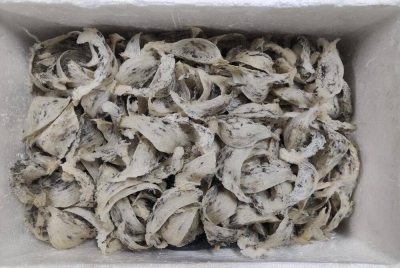 Maqis Selangor tahan 15 kotak berisi sarang burung yang cuba dieksport ke Vietnam.