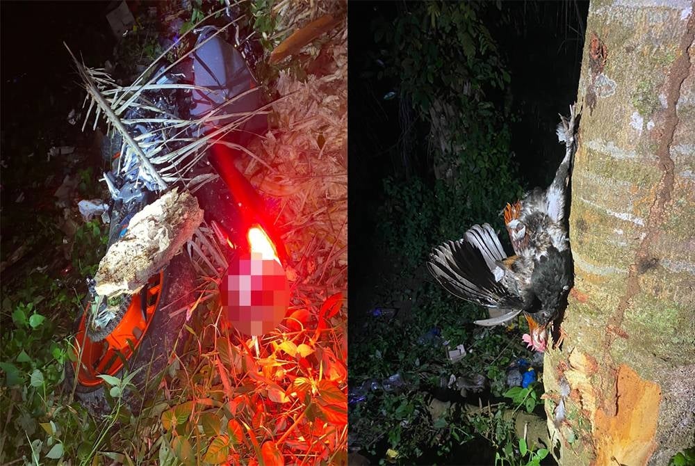 Kemalangan yang meragut nyawa bapa dan anaknya selepas melanggar seekor ayam hutan kilometer (KM) 39.5 Jalan Kota Tinggi-Kluang.- Foto ihsan polis.